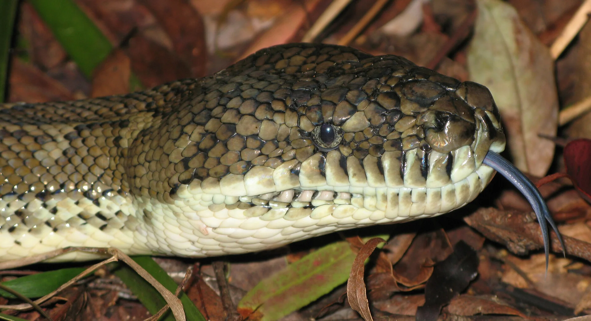 Coastal Carpet Python (Morelia spilota mcdowelli) — RedHot Reptiles Brisbane